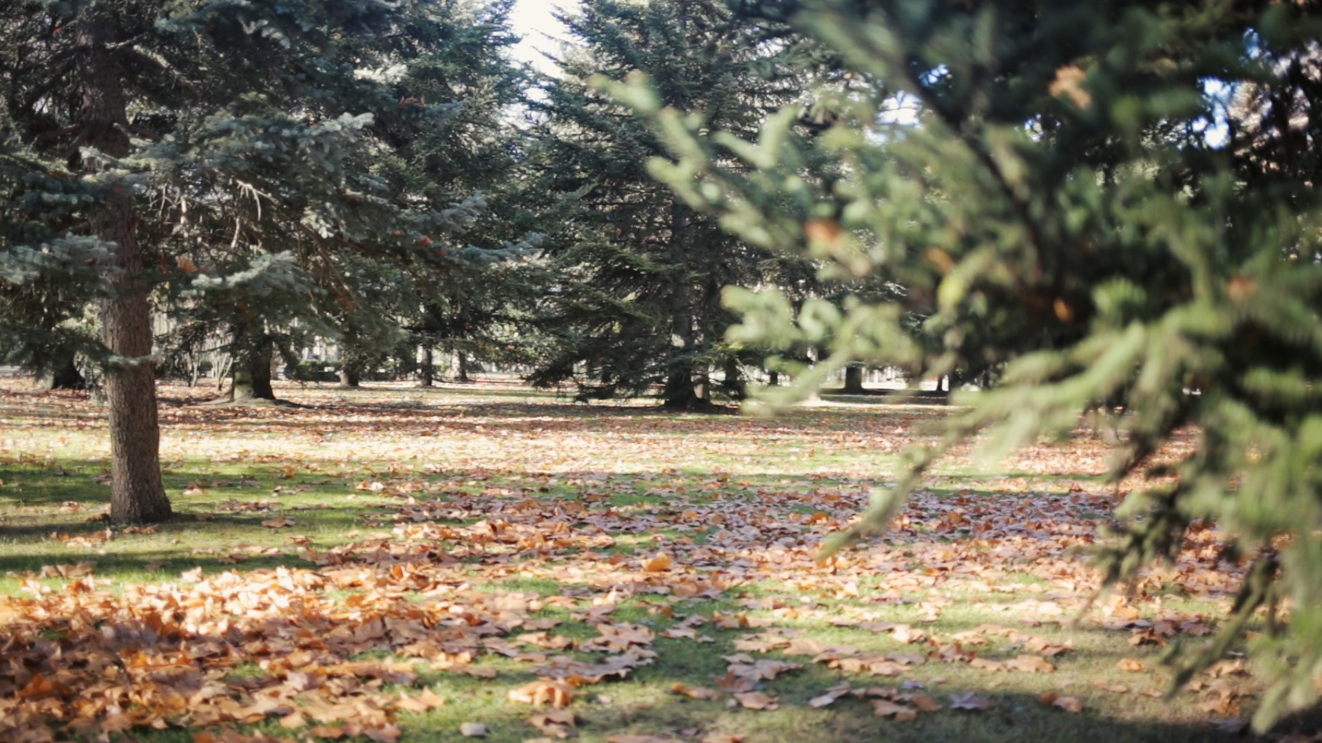 Parque del Sotillo