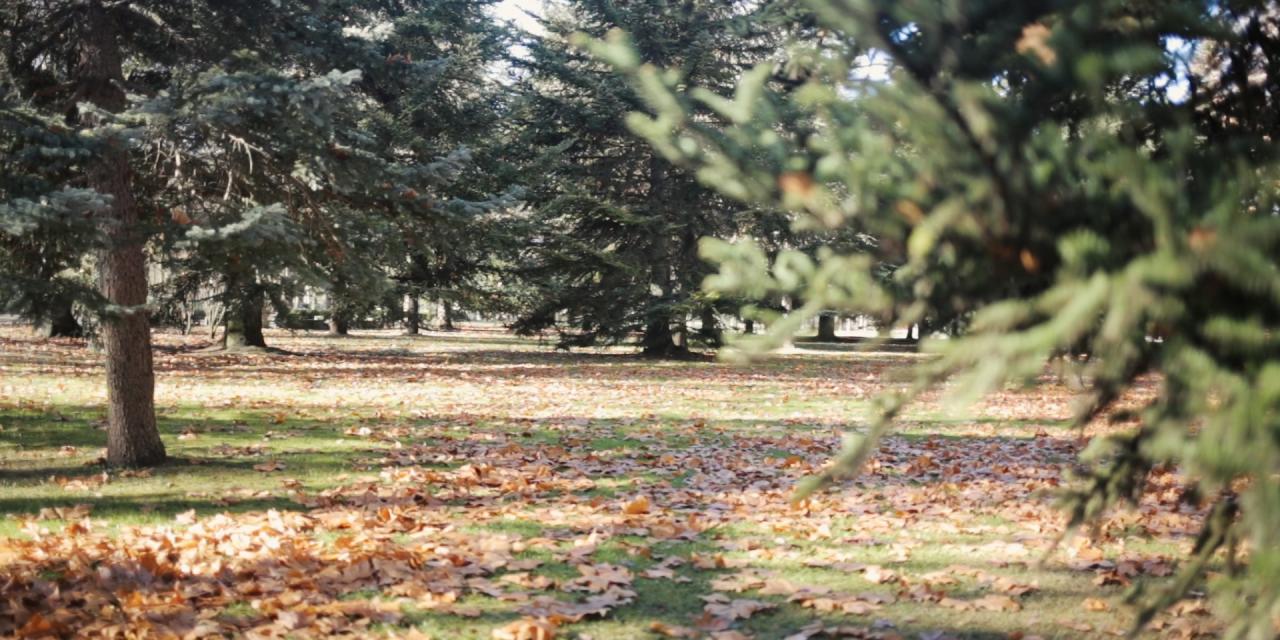 Parque del Sotillo